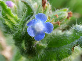 Anchusa arvensis